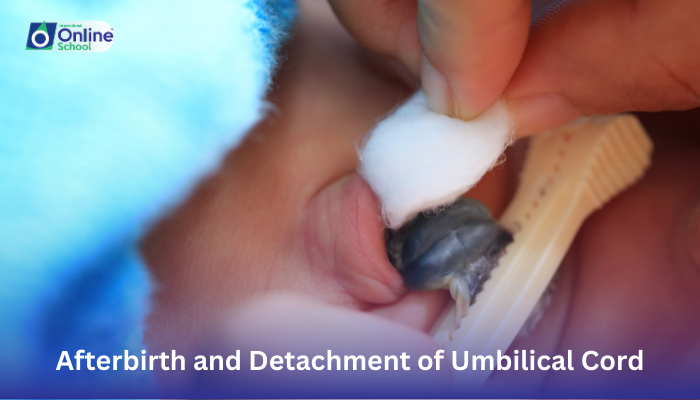 Lesson 16: Definition of Afterbirth and Detachment of Umbilical Cord